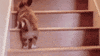 dog stairs GIF