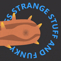 Pearlfish sings a french tune from a sea cucumbe