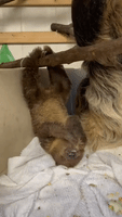 Baby Sloth's Upside-Down Eating Delights Cincinnati Zoo Staff