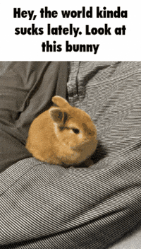 sabbaticgrime bunny cute bunny bnuuy bnuy GIF