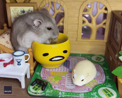 Adorable Hamster Needs to Work on Table Manners