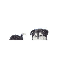 totemsmx koi Pinto totems Sticker