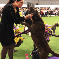 Dog Show GIF by Westminster Kennel Club