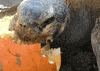 turtle lol GIF by San Diego Zoo