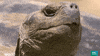 Natural World Wink GIF by BBC Earth