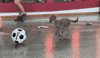 Play Ball Cat GIF by Cincinnati Zoo