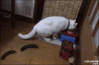 cat cucumber GIF