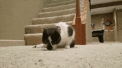 countdown to valentine's day cat bowl GIF by Hallmark Channel