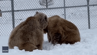 Rescue Bears Have 'Ursome' Time Tussling in Snow at New York Wildlife Center