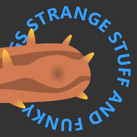 Pearlfish sings a french tune from a sea cucumbe