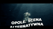 GIF by TVP.PL