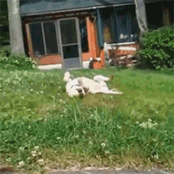 dog rolls rolling GIF by HuffPost