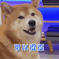 Shiba 柴犬 GIF