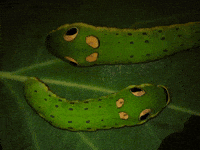 Spicebush Swallowtail Eyes GIF by Ansel Oommen