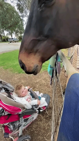 Boop! Horse and Baby Hang Out at New South Wales Farm