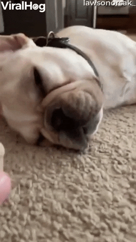 Sleeping Puppy Wakes After Smelling Treat GIF by ViralHog