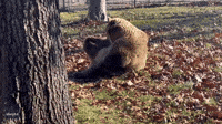 Rescue Bear Does 'Morning Stretching' at New York Wildlife Sanctuary