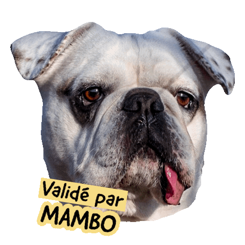 Pawsitivepetambassadeur Sticker by Pawsitive pet