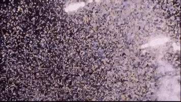 College Basketball Tennessee GIF by WNBA