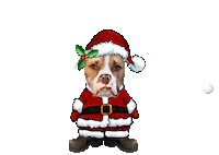 Pitbull Pitmix Sticker by Pimp Yo Pets