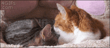 cat no GIF
