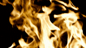 lemvigthyboron  GIF