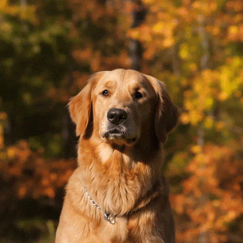 LibertyDog giphyupload shocked liberty bonk GIF