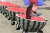 Monkey Melon GIF