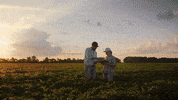 agreliant corn seed agrigold GIF
