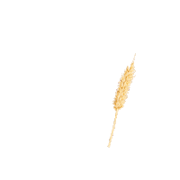 Wheat Nom Sticker by Only Paw You