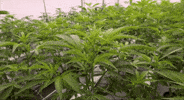 Plant GIF by Exclusive Brands