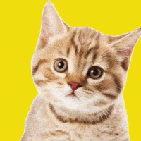 Space Cat Cats GIF by Marcel Katz / The Art Plug