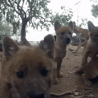 zoo san GIF
