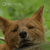 Sleepy Pbs Nature GIF by Nature on PBS