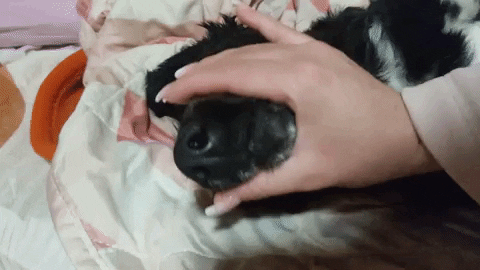 m2social lucydog m2lucy GIF