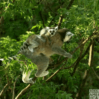 Wildlife Madagascar GIF by BBC America