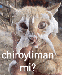 Am I Beautiful Cat GIF