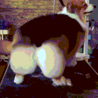 Fat GIF
