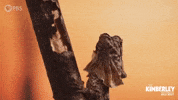 Nom Nom Australia GIF by PBS
