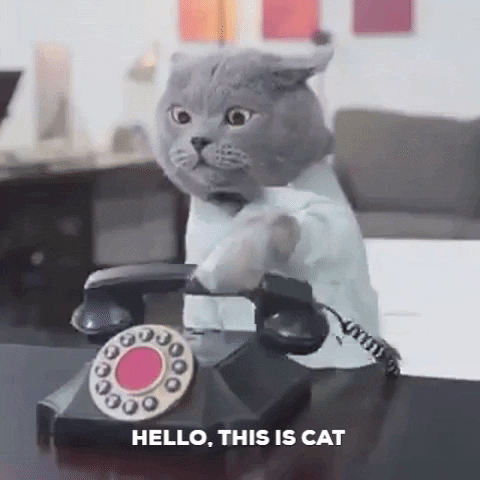 bmp giphygifmaker cat hello this is cat GIF