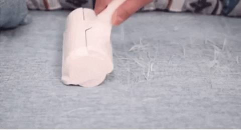 PetGiph giphyupload GIF