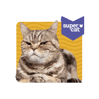 supercat_peru cat angry mad gato Sticker