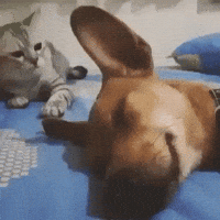 wakey GIF
