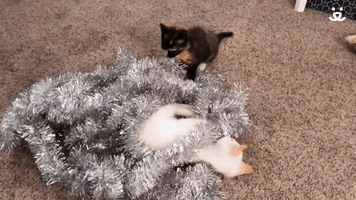 Holiday Kittens