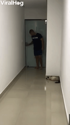 Cat Plays Hide-and-Seek with Owner