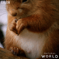 Eat Natural World GIF by BBC Earth