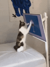 Cat Kitty GIF