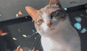 Cat Kitty GIF