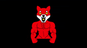 Angry Shiba GIF