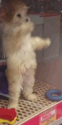 Poodle Dancing Dog GIF